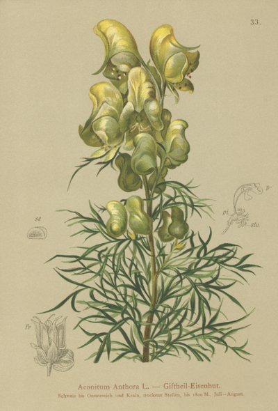 الرهبان الأصفر (Aconitum anthora) بواسطة المدرسة الألمانية
