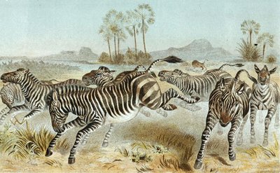 حمار وحشي ، لوحة من "Brehm's Animal Life: General Knowledge of the Animal Kingdom" ، المجلد 3 ، ص. 81 ، نشره المعهد الببليوغرافي بواسطة المدرسة الألمانية