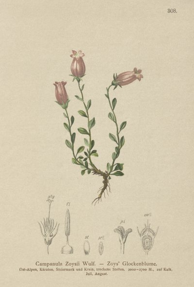 Zois Bellflower (Campanula Zoysii) بواسطة المدرسة الألمانية