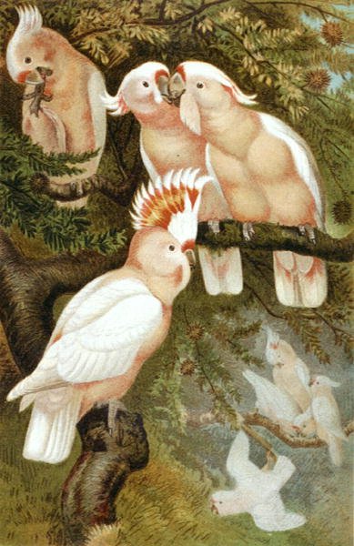 dnca Cockatoo ، لوحة من "Brehm's Animal Life: General Knowledge Kingdom of the Animal Kingdom" ، المجلد 5 ، ص 380 ، نشره المعهد الببليوغرافي بواسطة المدرسة الألمانية