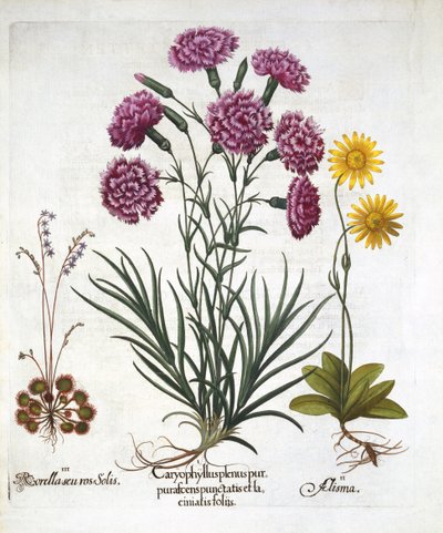 أنا. قرنفل ، Dianthius ، ii. زهرة العطاس وثالثًا. Round Leaved Sundew من Hortus Eystettensis ، بقلم Basil Besler (1561-1629) حانة. 1613 بواسطة المدرسة الألمانية