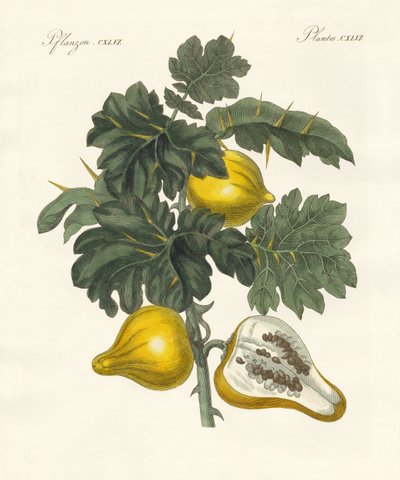 nipplefruit (نقش ملون) بواسطة المدرسة الألمانية