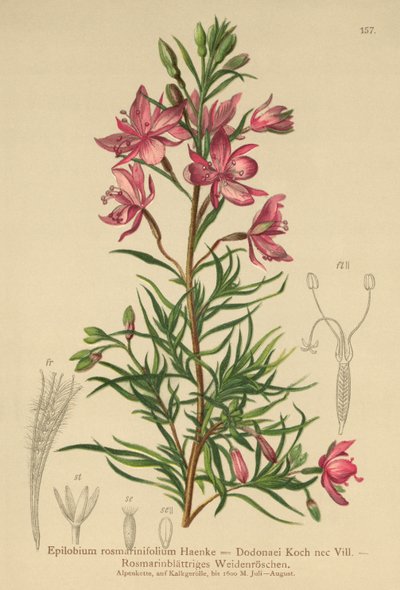 صفصاف إكليل الجبل (Epilobium rosmarinifolium ، Epilobium Dodonaei) بواسطة المدرسة الألمانية