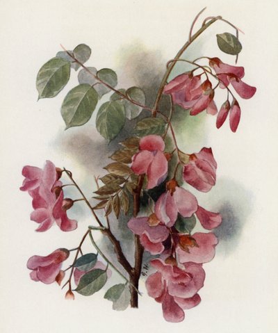 Robinia Hispida بواسطة جيرترود هاميلتون
