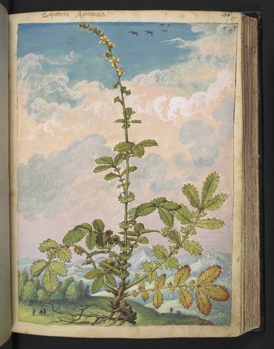 Agrimonia eupatoria ، من "لوحات فلورا من الدول الرومانية" بقلم غيراردو سيبو ، إضافة MS 22333 ، f087r ، حوالي 1564-84 (ألوان مائية وغواش على ورق) بواسطة غيراردو سيبو