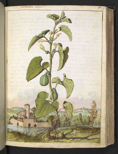 Aristolochia clematitis ، من "لوحات فلورا الولايات الرومانية" بقلم غيراردو سيبو ، إضافة MS 22333 ، f077r ، 1564-84 (ألوان مائية وغواش على ورق) بواسطة غيراردو سيبو