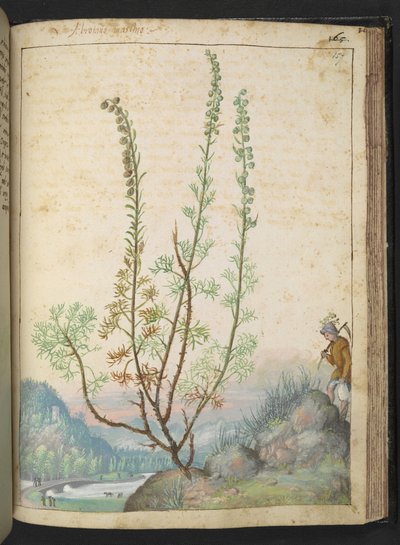 Artemisia abrotanum (Southernwood) ، من "لوحات فلورا للولايات الرومانية" بقلم غيراردو سيبو ، إضافة MS 22333 ، f157r ، حوالي 1564-84 (ألوان مائية وغواش على ورق) بواسطة غيراردو سيبو