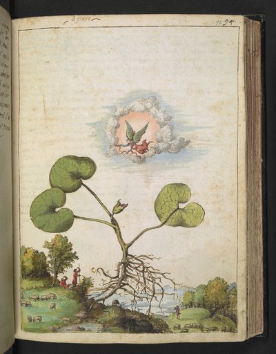 Asarum europaeum ، من "لوحات فلورا من الدول الرومانية" بقلم غيراردو سيبو ، إضافة MS 22333 ، f092r ، حوالي 1564-84 (ألوان مائية وغواش على ورق) بواسطة غيراردو سيبو