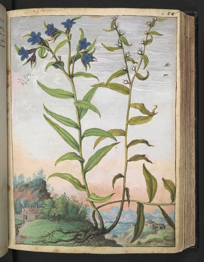 Buglossoides purpurocaerulea ، من "لوحات فلورا للولايات الرومانية" بقلم غيراردو سيبو ، إضافة MS 22333 ، f061r ، c.1564-84 (ألوان مائية وغواش على ورق) بواسطة غيراردو سيبو