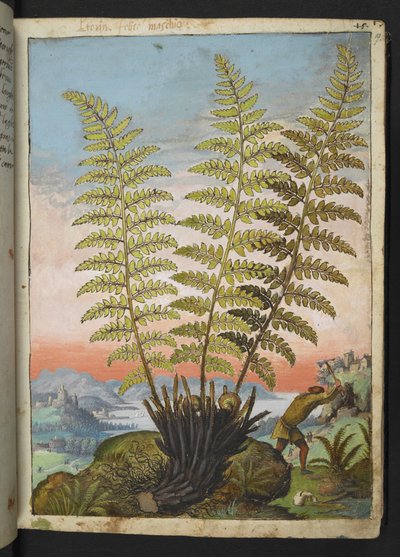 Dryopteris filix mas: سرخس ، من "لوحات فلورا الولايات الرومانية" بقلم غيراردو سيبو ، إضافة MS 22333 ، f019r ، حوالي 1564-84 (ألوان مائية وغواش على ورق) بواسطة غيراردو سيبو