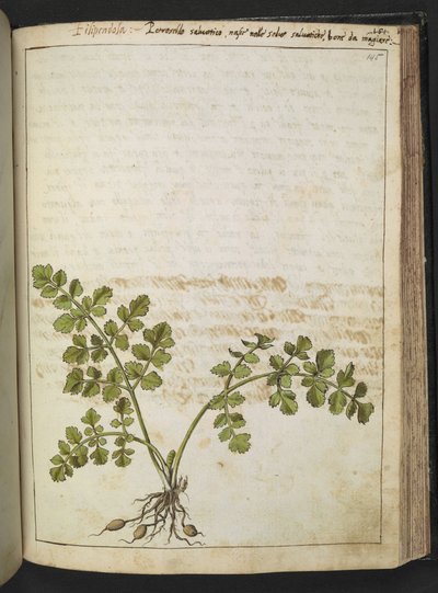 Filipendula ، من "لوحات فلورا من الدول الرومانية" بقلم غيراردو سيبو ، إضافة MS 22333 ، f145r ، c.1564-84 (ألوان مائية وغواش على ورق) بواسطة غيراردو سيبو