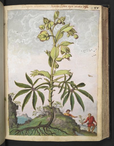 Helleborus foetidus ، من "لوحات فلورا الولايات الرومانية" بقلم غيراردو سيبو ، إضافة MS 22333 ، f089r ، حوالي 1564-84 (ألوان مائية وغواش على ورق) بواسطة غيراردو سيبو