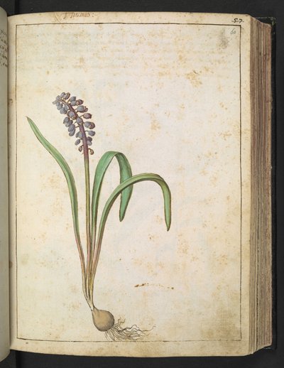 Hyacinthus ، من "لوحات فلورا من الدول الرومانية" بقلم غيراردو سيبو ، إضافة MS 22333، f060r، c.1564-84 (ألوان مائية وغواش على ورق) بواسطة غيراردو سيبو
