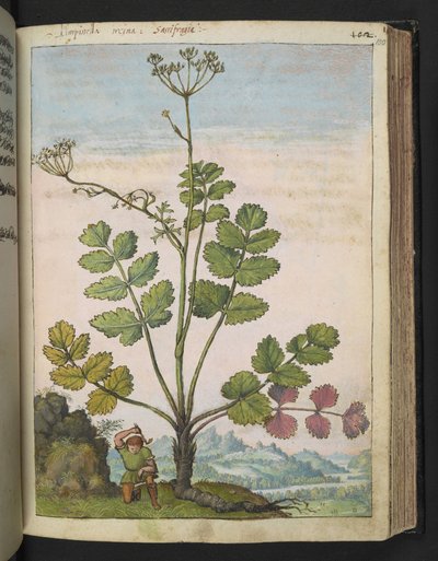 Pimpinella major ، من "لوحات فلورا الولايات الرومانية" بقلم غيراردو سيبو ، إضافة MS 22333 ، f100r ، c.1564-84 (ألوان مائية وغواش على ورق) بواسطة غيراردو سيبو