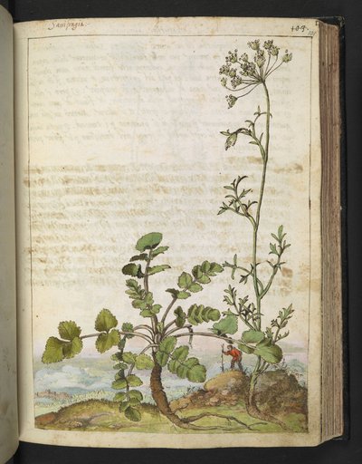 Pimpinella saxifraga ، من "لوحات فلورا من الدول الرومانية" بقلم غيراردو سيبو ، إضافة MS 22333 ، f101r ، c.1564-84 (ألوان مائية وغواش على ورق) بواسطة غيراردو سيبو