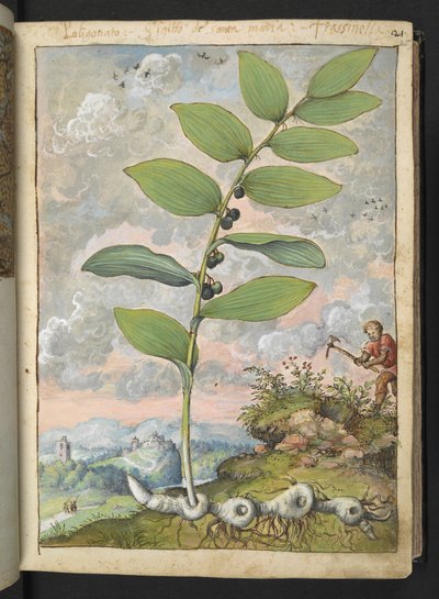 Polygonatum odoratum: نبات. رجل مع اختيار ، من "لوحات فلورا من الدول الرومانية" بقلم غيراردو سيبو ، إضافة MS 22333 ، f025r ، c.1564-84 (ألوان مائية وغواش على ورق) بواسطة غيراردو سيبو