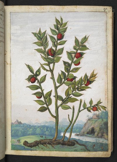 Ruscus aculeatus: نبات يحمل التوت الأحمر ، من "لوحات فلورا من الولايات الرومانية" بقلم غيراردو سيبو ، إضافة MS 22333 ، f023r ، c.1564-84 (ألوان مائية وغواش على ورق) بواسطة غيراردو سيبو