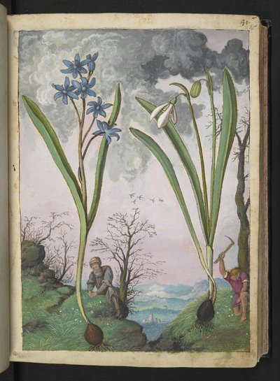 Scilla bifolia و Galanthus nivalis ، من "لوحات فلورا للولايات الرومانية" بقلم غيراردو سيبو ، إضافة MS 22333 ، f035r ، c.1564-84 (ألوان مائية وغواش على ورق) بواسطة غيراردو سيبو