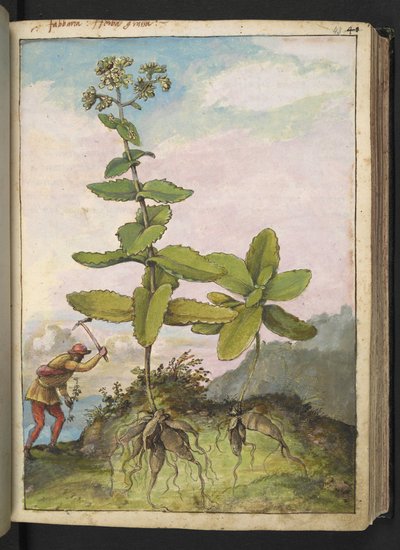Sedum telephium ، من "لوحات فلورا من الدول الرومانية" بقلم غيراردو سيبو ، إضافة MS 22333 ، f043r ، c.1564-84 (ألوان مائية وغواش على ورق) بواسطة غيراردو سيبو
