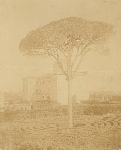 [شجرة في حديقة رسمية خارج قصر] ، 1860 - 70s. بواسطة جياكومو كانيفا