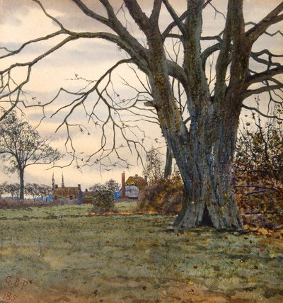 الشجرة القديمة بواسطة 