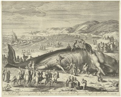 الحوت الذي تقطعت به السبل في Berckhey ، 1598 حوت يبلغ طوله 70 قدمًا ، تقطعت به السبل على ساحل البحر الهولندي ، بين شيفلينجن وكاتويك ، في سبروككلمااندت ، 1598 (العنوان على الجسم) بواسطة جيليم فان دير جوين