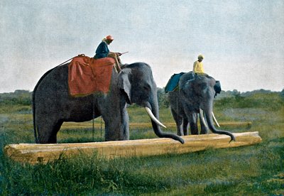 الفيلة تتحرك سجل ، سيلان ، c1890 بواسطة جيلو