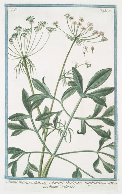 Ammi majus بواسطة جورجيو بونيلي