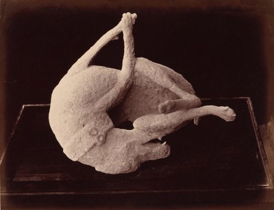 مصبوب، بومبي، ج. 1870 (صورة) بواسطة جورجيو الصيف