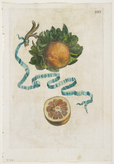 Aurantium Crispo Folio ، من Hesperides ، 1646 بواسطة جيوفاني باتيستا فيراري