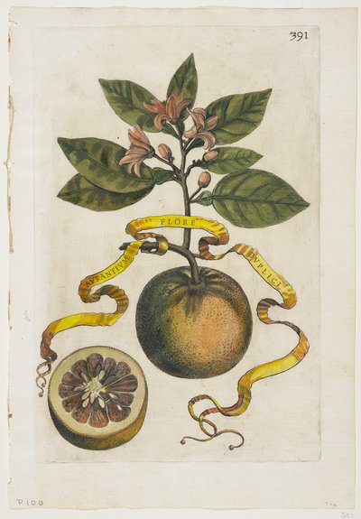 الزهور البرتقالية مع مزدوج ، من Hesperus ، 1646 بواسطة جيوفاني باتيستا فيراري