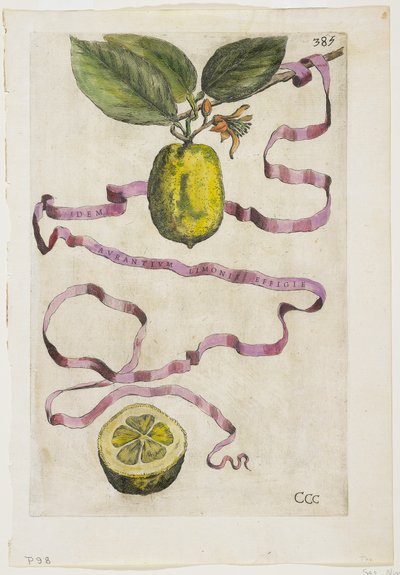 الليمون البرتقالي نفس التأثير ، من Hesperus ، 1646 بواسطة جيوفاني باتيستا فيراري