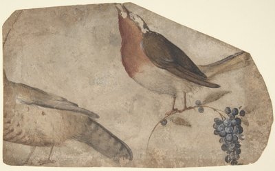 عنب يأكل الطيور ، وجه ، ظهر النمرة ، 1487-1564. بواسطة جيوفاني دا أوديني