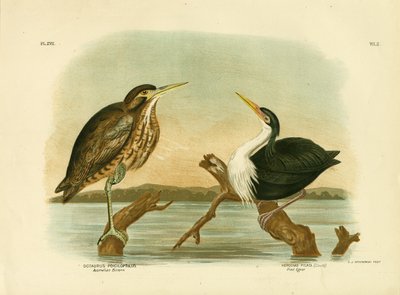 الأسترالي Bittern ، 1891 بواسطة جراسيوس بروينوفسكي