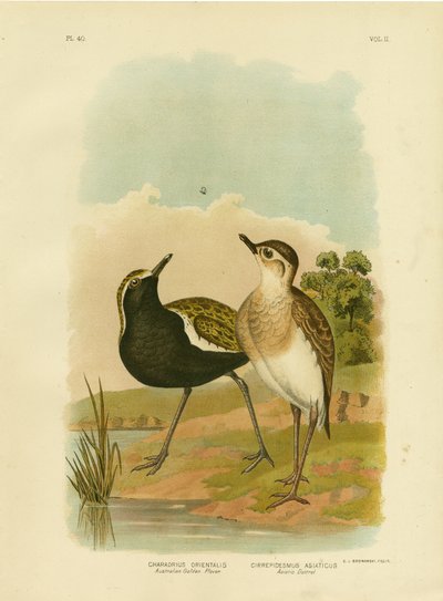 بلوفر الذهبي الأسترالي أو المحيط الهادئ الذهبي بلوفر ، 1891 بواسطة جراسيوس بروينوفسكي