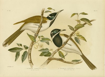 نحل العسل ذو الوجه الأزرق ، 1891 بواسطة جراسيوس بروينوفسكي