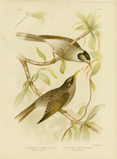 عسل ثري أو منجم صاخب ، 1891 بواسطة جراسيوس بروينوفسكي