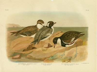 مقنع دوتريل ، 1891 بواسطة جراسيوس بروينوفسكي