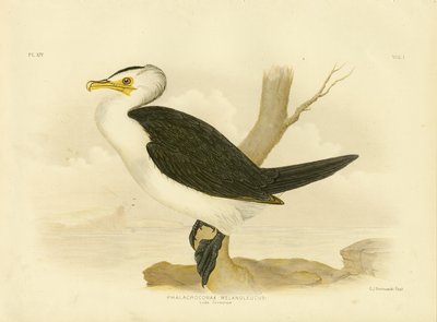 الغاق الصغير 1891 بواسطة جراسيوس بروينوفسكي