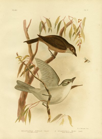 الصرد الصغير الصغير ، 1891 بواسطة جراسيوس بروينوفسكي