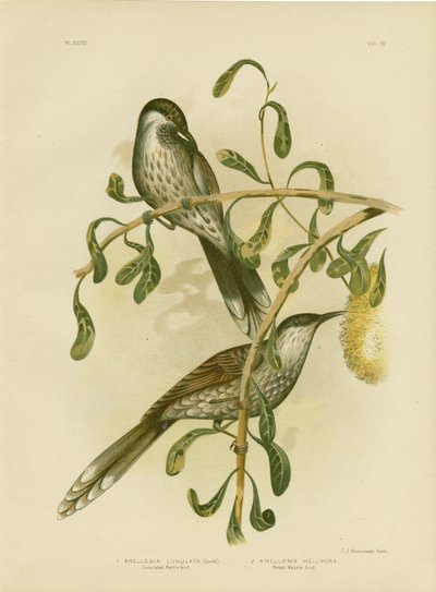 Wattlebird Lumulated Or Little Wattlebird ، 1891 بواسطة جراسيوس بروينوفسكي