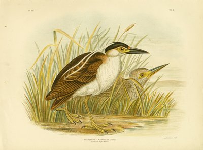 نونكي نايت هيرون أو نانكين نايت هيرون ، 1891 بواسطة جراسيوس بروينوفسكي