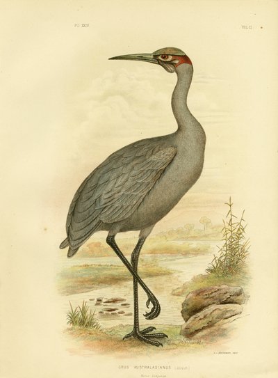 الرفيق الأصلي أو برولجا ، 1891 بواسطة جراسيوس بروينوفسكي