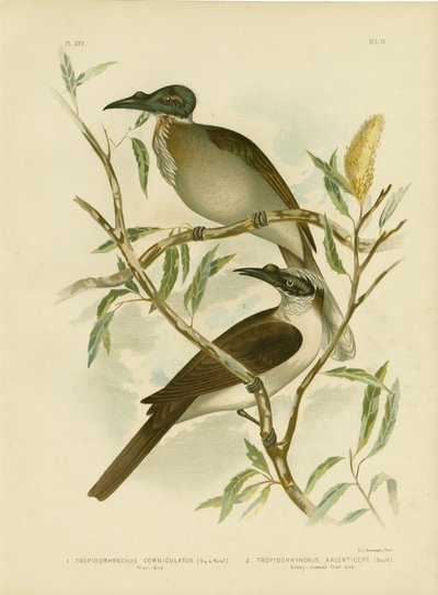 صاخبة Friarbird ، 1891 بواسطة جراسيوس بروينوفسكي