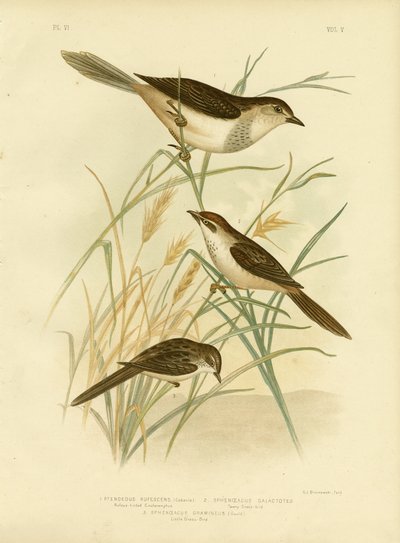 Cincloramphus Rufous-Tinted Or أو Rufous Songlark ، 1891 بواسطة جراسيوس بروينوفسكي