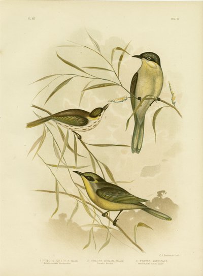 عسل الخدين أو عسل الخوخ الأرجواني ، 1891 بواسطة جراسيوس بروينوفسكي