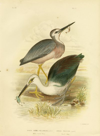 مالك الحزين الأبيض ، 1891 بواسطة جراسيوس بروينوفسكي