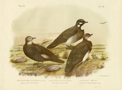 حمامة الصخور البيضاء ، 1891 بواسطة جراسيوس بروينوفسكي