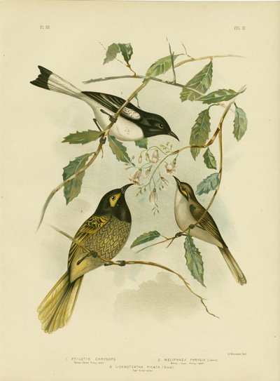 عسل أصفر الوجه ، 1891 بواسطة جراسيوس بروينوفسكي