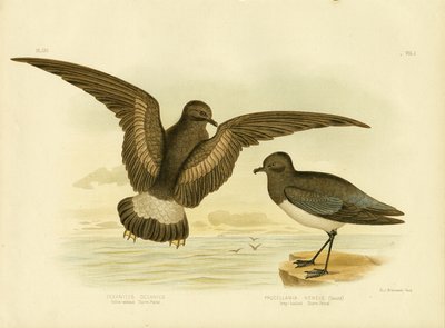 العاصفة الصفراء ذات السرير الأصفر ، 1891 بواسطة جراسيوس بروينوفسكي